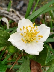 Philadelphus mexicanus