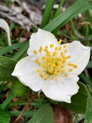 Philadelphus mexicanus