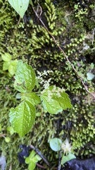 Pilea dauciodora