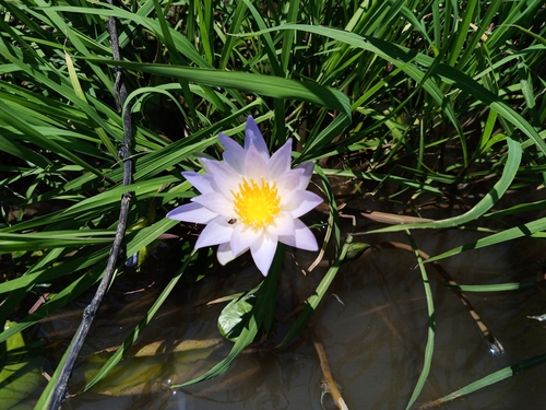 Nymphaea elegans