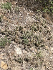 Opuntia fragilis