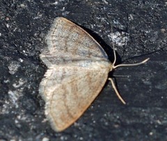 Scopula frigidaria