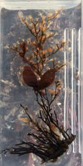 Eudendrium californicum