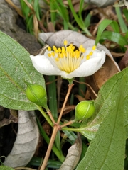 Philadelphus mexicanus