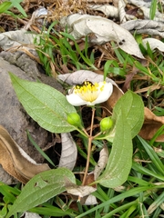 Philadelphus mexicanus