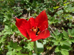 Tulipa