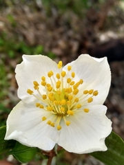 Philadelphus mexicanus