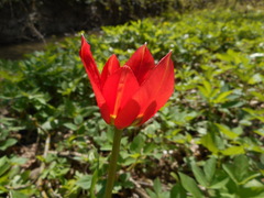 Tulipa