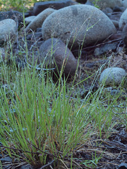 Agrostis exarata