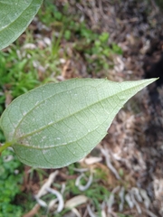 Philadelphus mexicanus
