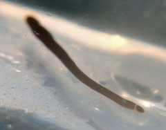 Tubulanus