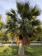 Washingtonia robusta