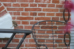 Passer domesticus domesticus