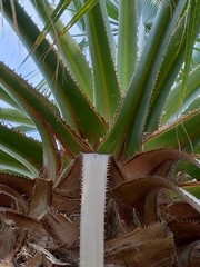 Washingtonia robusta