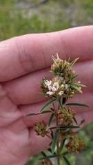 Lespedeza angustifolia