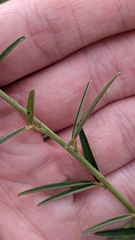Lespedeza angustifolia