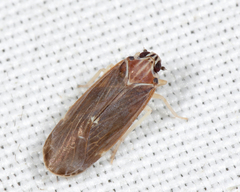 Synecdoche impunctata