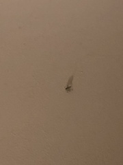 Heteroptera