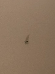 Heteroptera
