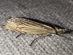 Metacrambus carectellus