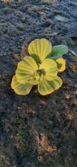 Pistia stratiotes