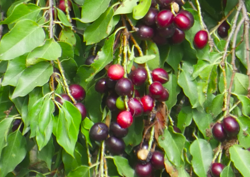 photo of Hollyleaf Cherry (Prunus lyonii)