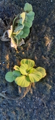Pistia stratiotes