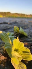 Pistia stratiotes