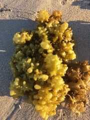 Colpomenia tuberculata