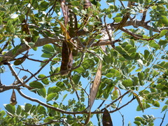 Leucaena lanceolata