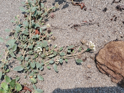 Image of Abronia ammophila by no rights reserved