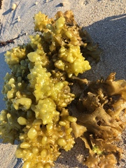 Colpomenia tuberculata