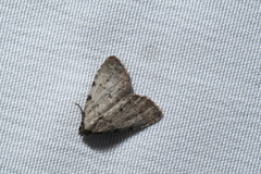 Dyspyralis puncticosta