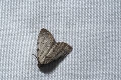 Dyspyralis puncticosta