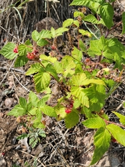 Rubus deliciosus