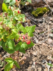 Rubus deliciosus