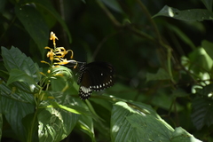 Papilio dravidarum