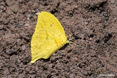 Phoebis neocypris virgo