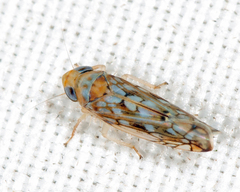 Scaphoideus cinerosus