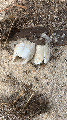 Amphibalanus eburneus