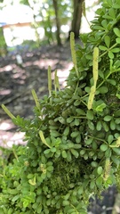 Peperomia berlandieri