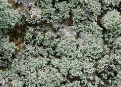Leprocaulaceae