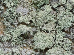 Leprocaulaceae