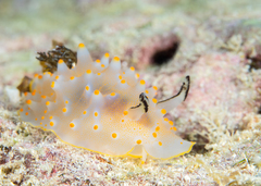Halgerda nuarrensis