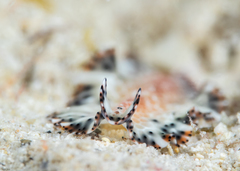 Maritigrella makranica