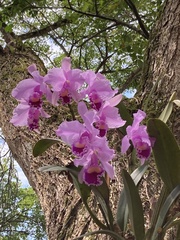 Cattleya trianae