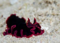 Pseudobiceros gloriosus