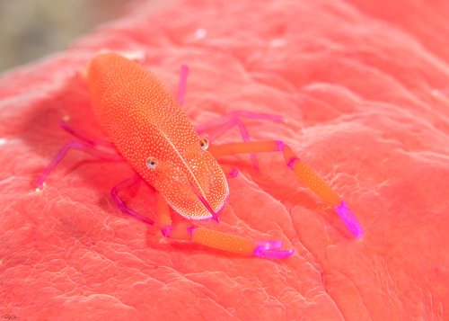 Photo of Emperor shrimp (Periclimenes imperator)