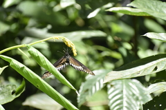 Papilio dravidarum
