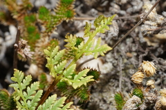 Myriopteris wrightii